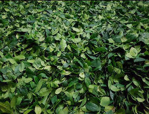 Feuilles de citron vert kaffir séchées soigneusement, sélection en gros - Product Image 5