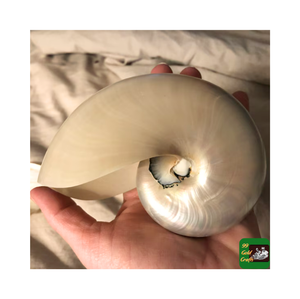 เปลือกหอยหอยโข่งตกแต่งอย่างหรูหราจากเวียดนามเปลือกทะเลขัดเงาด้วยสีเทาสดใสขัดข้อมูลทองคำ99 - Product Image 2