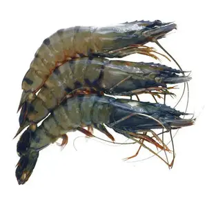 Shrimps Frozen Wholesale Quality Exporting Natural Delicious Fresh Seafood Healthy Food