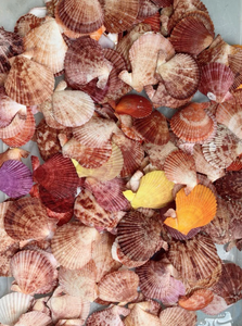 Artisanat de coquillages de mer peint à la main exquis du Vietnam fait de coquillages océaniques naturels adaptés aux cadeaux à la maison et aux affichages décoratifs - Product Image 2