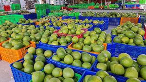 Precio muy competitivo zumo de pomelo cítricos para exportación fruta pumelo origen Vietnam - Product Image 2