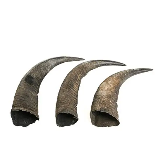 Buffalo pair horn customized size best quality buffalo pair horn cheap price for wall mounted decorate use