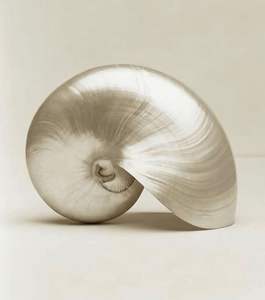 Grande spirale marine coquille ornement décoratif naturel artisanat matériel intérieur maison Vietnam - Product Image 3