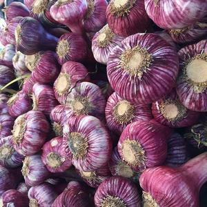 Wholesale <b>Fresh</b> <b>Garlic</b> for Sale at Low Price - Product Image 4