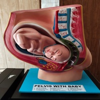 Modelo Anatómico de Pelvis Femenina con Bebé, Sección de Anatomía Humana, Maniquí para Entrenamiento Médico, Enseñanza Escolar y Cuidado del Paciente
