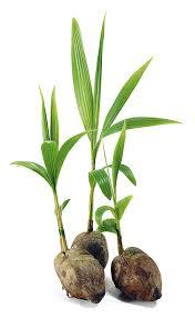 Mudas de coco vietnamitas de alta qualidade com preços razoáveis, cocos siameses anões têm muitos usos - Product Image 2