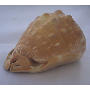 Cypraecassis Rufa Seashell Jewelry Tallado a mano Big Shell Motivo Rojo Tamaño 10-12cm - Product Image 2