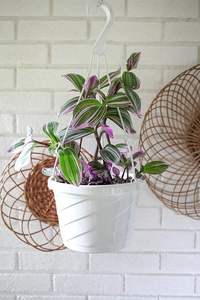 Jardinière suspendue Euro - Product Image 2