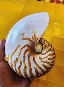 เปลือกหอยหอยโข่งลายเสือสำหรับตกแต่งบ้านในธีมมหาสมุทรและการแสดงทางทะเลที่ไม่เหมือนใคร - Product Image 4