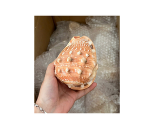 Conchas de concha de playa mixtas pulidas, caracol de conchas marinas para decoración del hogar, peces para rellenos de tanques, jarrón, acentos, obras maestras de arte costero DIY - Product Image 1