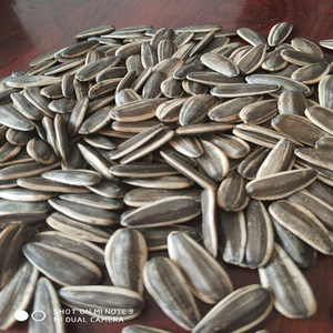 Graines de tournesol rayées crues en gros graines de tournesol noires graines de tournesol pour la consommation humaine type graines de tournesol - Product Image 2