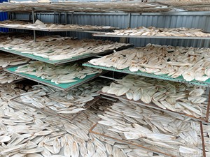 ปลาหมึกสำหรับปูเสฉวนอาหารนกคุณภาพดีราคาดี - Product Image 6