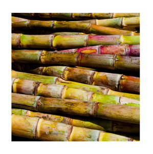 Caña de azúcar recién cortada para consumo humano y alimentación animal - Product Image 1