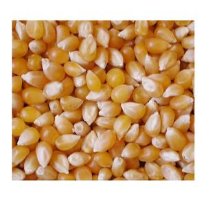 Proveedor Mayorista De Stock Fresco A Granel De Maíz Amarillo Seco/Maíz De Maíz - Product Image 1