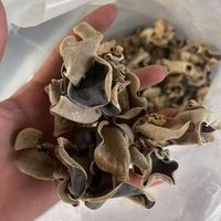 Natuurlijke Gezonde Gedroogde Zwarte Schimmel Paddestoel Voor Export En Voedselverwerking