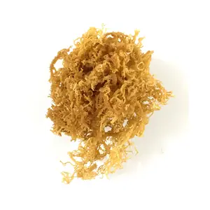 Dried purple sea moss/Irish moss seaweed/Chondrus crispus eucheuma cottonii seaweed golden sea moss powder From Vietnam Factory