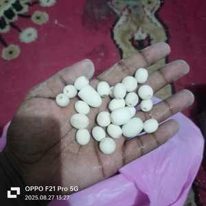 ลิปดำธรรมชาติทำเองจากเปลือกหอยมุกทะเลออกแบบเครื่องประดับจากนักออกแบบและร้านจำหน่ายเปลือกหอย - Product Image 3