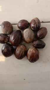 Nuez Moscada en Cáscara de Indonesia, 100% Nuez Moscada, 3 Años de Duración, Condimento de Buena Calidad y Precio - Product Image 5