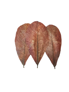 Vente en gros 21-25 cm plastique Terminalia Catappa feuilles paquet de 250 pour Bettas poisson produits pour animaux de compagnie - Product Image 3