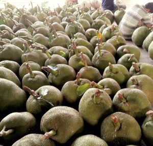 Jackfruit Fresco de Alto Estándar de Vietnam con Pulpa Gruesa para Operaciones de Servicio de Alimentos y Cadenas de Suministro Globales - Product Image 2