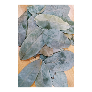 Feuilles de corossol/feuilles de Graviola-PRODUIT DE HAUTE QUALITÉ et AU MEILLEUR PRIX DU VIETNAM/VENTE EN GROS 2025 - Product Image 1