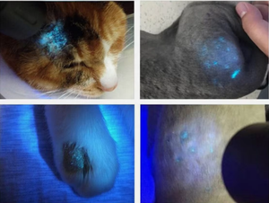 Handgehaltene UV-Akku-Wood-Lampe Professioneller Hautkrankheitstester für Tiergesundheit und Klinikgebrauch - Product Image 4