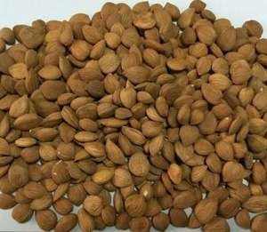 Núcleos de Albaricoque Enteros y Amargos Dulces, Frutos Secos Deshidratados por Congelación (FD), Suministro de Fábrica, Mejor Precio, Empaque a Granel, En Venta - Product Image 2