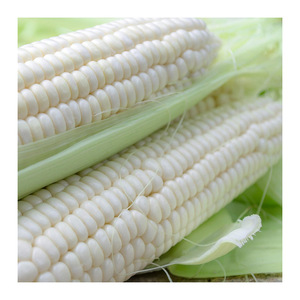Maíz blanco de primera calidad disponible para pedidos al por mayor directamente de los productores - Product Image 2