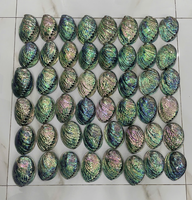 Coquille d'ormeau du Vietnam fabriquée à partir de matériaux naturels de coquillages pour l'artisanat décoratif, les incrustations de bijoux, l'affichage à domicile, l'exportation