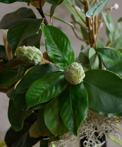 Best Selling Large Indoor/Outdoor <b>Real</b> Touch Artificial Plants New Decorative Greenery - Product Image 4