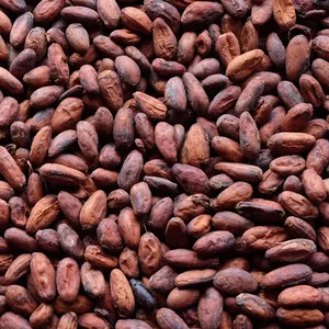 Fournisseur de gros de fèves de cacao fraîchement torréfiées, fèves de cacao brutes séchées en vrac - Product Image 2
