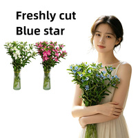 Bunga Potong Segar Langsung dari Kebun Yunnan, Blue Star Tweedia Oxypetalum 60cm-65cm Grade A untuk Pasokan Grosir Florist dan Acara