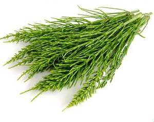 Poudre d'extrait d'herbe de prêle d'approvisionnement d'usine 10:1 avec le prix en vrac extrait d'Equisetum Arvense qualité supérieure - Product Image 2