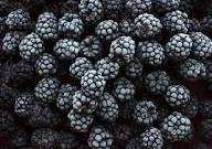 Granja de moras congeladas Fresh & Flash Frozen Ideal para batidos, repostería y postres Embalaje de exportación Disponible Suministro a granel - Product Image 4