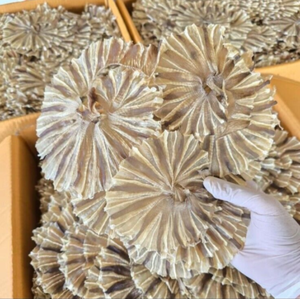 Raie séchée traditionnelle, morceaux de raie séchée, fabricant de raie séchée, exportateur de raie séchée ANGLE - Product Image 6