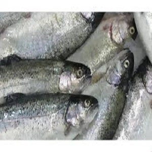 Export Quality Grade IQF/LQF Frozen Trout Fish Whole Low-Fat Processed Packed Global Buyers Cooking <b>Grilling</b> Retail Sales 2 Year - Product Image 4