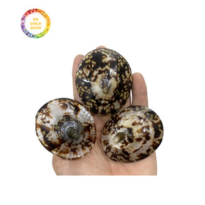 Fournisseur en gros de coquilles de limpet livrant des produits de bonne qualité à bas prix pour les clients du marché mondial - Product Image 4