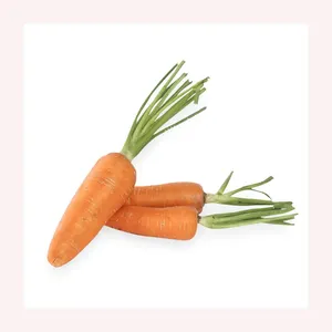 Zanahorias frescas de calidad superior/Zanahorias orgánicas Nueva temporada Grado superior Venta al por mayor Zanahoria fresca a granel precio barato