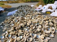 Taille sélectionnée 8-13cm coquille d'ormeau du Vietnam crue naturelle pour brûler la sauge