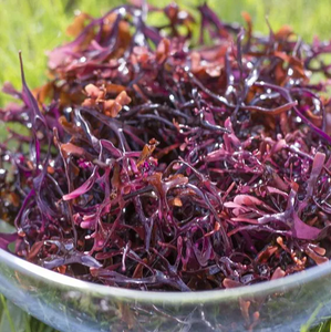 Salud productos deliciosos naturales musgo de mar seco-musgo irlandés-algas para alimentos-Bella - Product Image 5