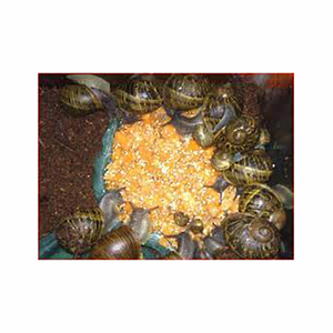 Harina de gusanos de la harina para uso de caballos, ganado, cerdos, listo para exportar en grandes cantidades - Product Image 1