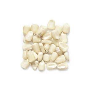 Maíz blanco fresco disponible a granel, la mejor oferta para compradores comerciales - Product Image 6