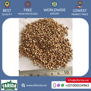 Fournisseur de confiance de haute qualité en gros approvisionnement en épices simples naturelles graines de coriandre moulues nutritives à vendre d'Égypte - Product Image 2