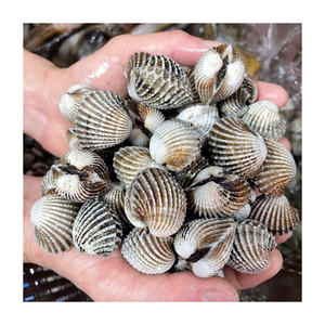 Approvisionnement en gros de coques naturelles fraîches bon marché mollusques frais et nutritifs - Product Image 2