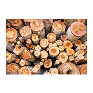 Debarked Eucalyptus Round <b>Logs</b> – Ideal for Pulp, Paper, Biomass, and Energy Production - Product Image 6
