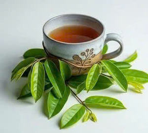 Poudre de feuilles de corossol en gros: la meilleure qualité du Vietnam - Product Image 5