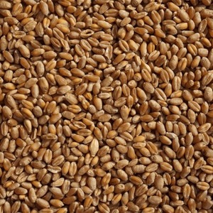 Grains de blé entier de qualité supérieure, doux et moulés, pour la consommation humaine et animale, à vendre - Product Image 1