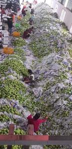 Demande aux Acheteurs : Mangues Séchées Douces et Sucrées, Sans OGM, en Vrac pour le Marché UE/Russie – Disponibles en Formats 100gr, 200gr, 500gr. Contact WhatsApp : 0084 989 322 607 - Product Image 3