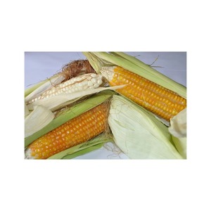 ข้าวโพดสีเหลืองสำหรับสัตว์ปีกป้อนสดหวานสไตล์โคเชอร์10กก. - Product Image 2