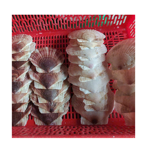 หอยเชลล์แฟลตสำหรับตกแต่งชายฝั่งศิลปะแบบทำมือและจัดงานแต่งงาน - Product Image 4